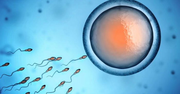 Sperm swimming to egg